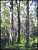 2005-08-krsn_246.jpg