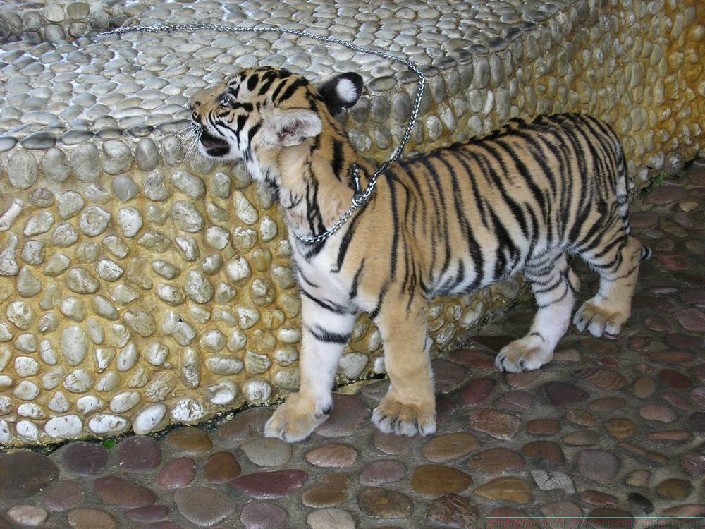 2006-03-thai_157.jpg