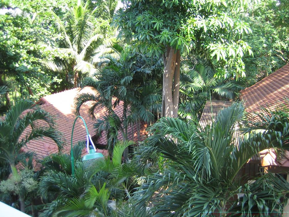 2006-03-thai_187.jpg