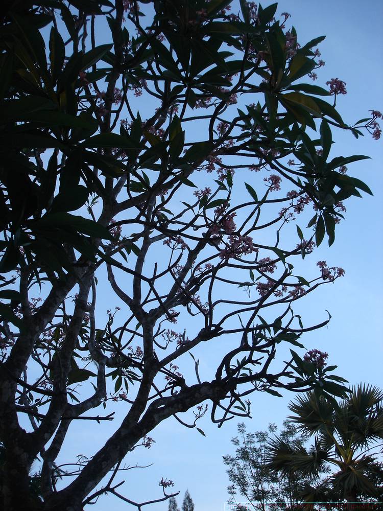 2006-03-thai_208.jpg