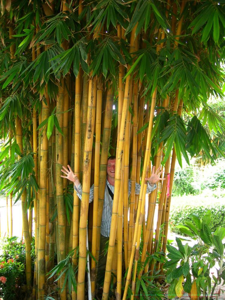 2006-03-thai_473.jpg