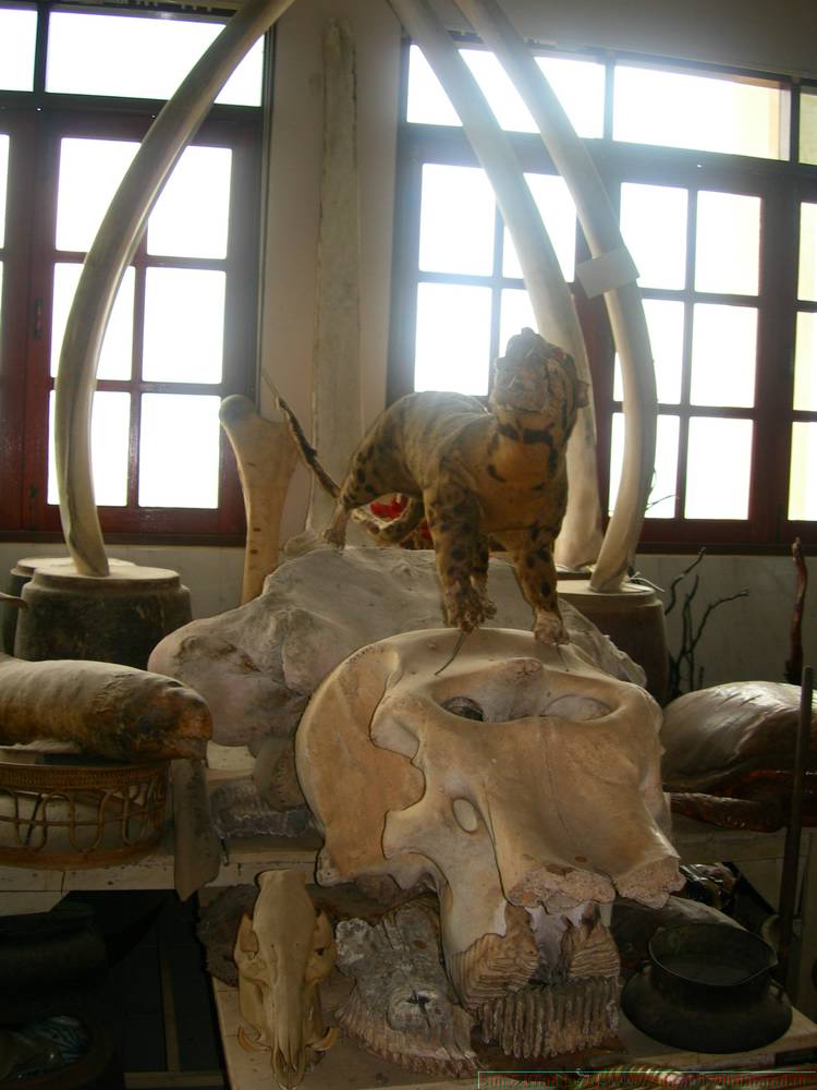 2006-03-thai_478.jpg
