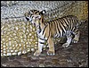 2006-03-thai_157.jpg