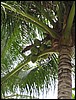 2006-03-thai_192.jpg