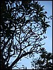 2006-03-thai_208.jpg