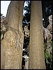 2006-03-thai_209.jpg