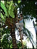 2006-03-thai_325.jpg