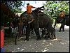 2006-03-thai_357.jpg