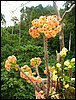 2006-03-thai_442.jpg