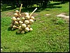 2006-03-thai_469.jpg