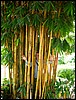 2006-03-thai_473.jpg